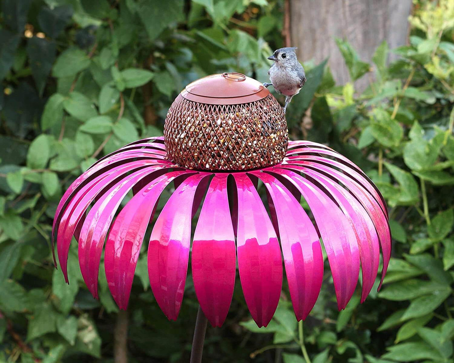 Coneflower Vogelvoeder