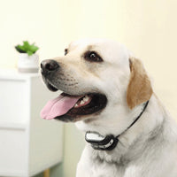 Draadloze Elektronische Omheining | Honden Trainhalsband