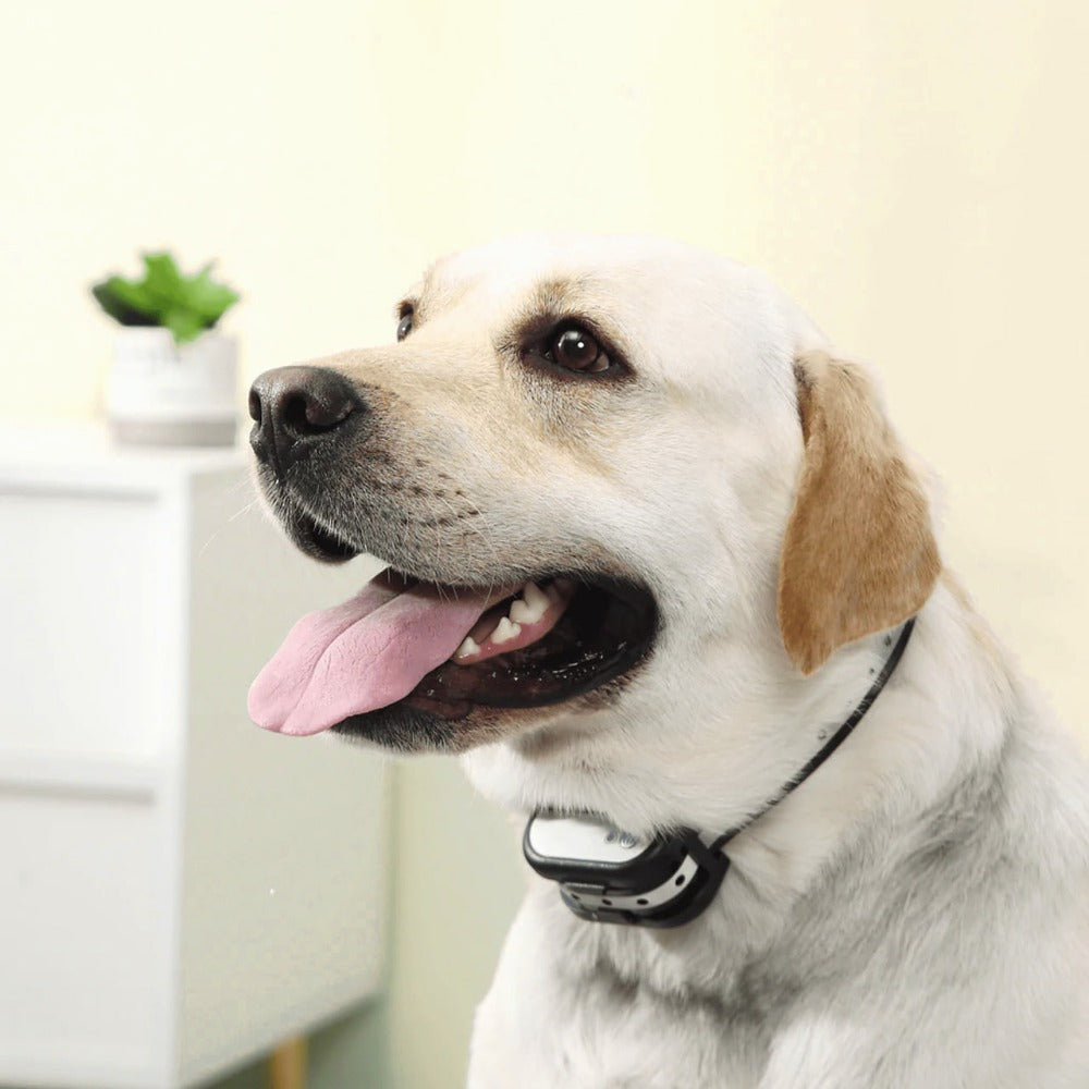 Draadloze Elektronische Omheining | Honden Trainhalsband