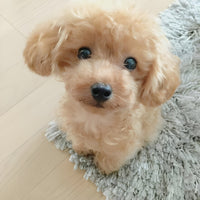 LieberTeddy™ 2.0 - Een realistisch huisdier speelgoed