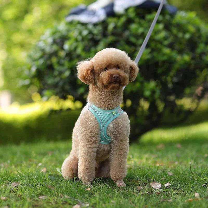 GlowPup | Je verlicht het pad naar veiligheid en comfort voor je geliefde huisdier