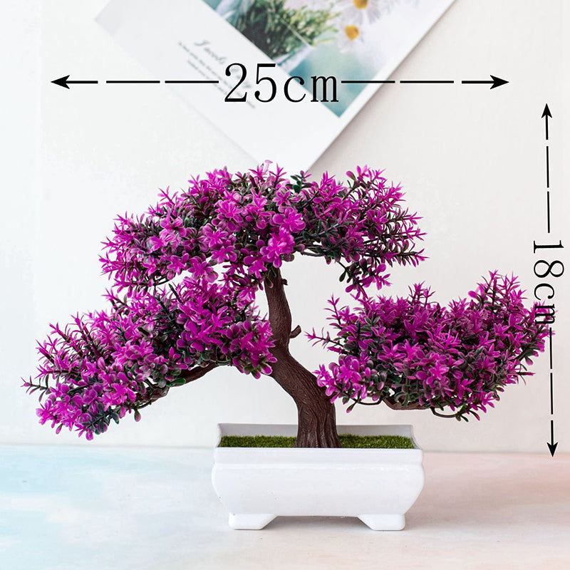 Skanto | Bonsai Plant