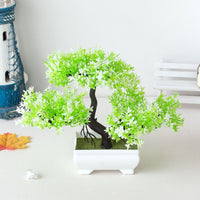 Skanto | Bonsai Plant