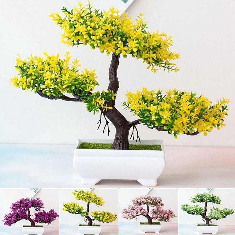 Skanto | Bonsai Plant