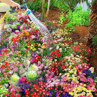 FlowerBloom™ | Meerjarige bloemenmix voor eenjarige bloeipracht