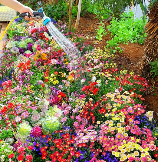 FlowerBloom™ | Meerjarige bloemenmix voor eenjarige bloeipracht