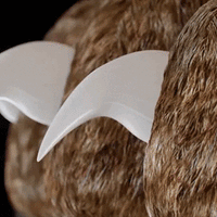 PawGuard Pro Nagelknipper met Slimme Snelsensor Technologie