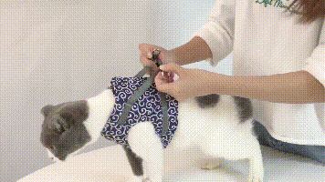 KittyComfort | Set van ontsnappingsbestendige harnassen voor katten