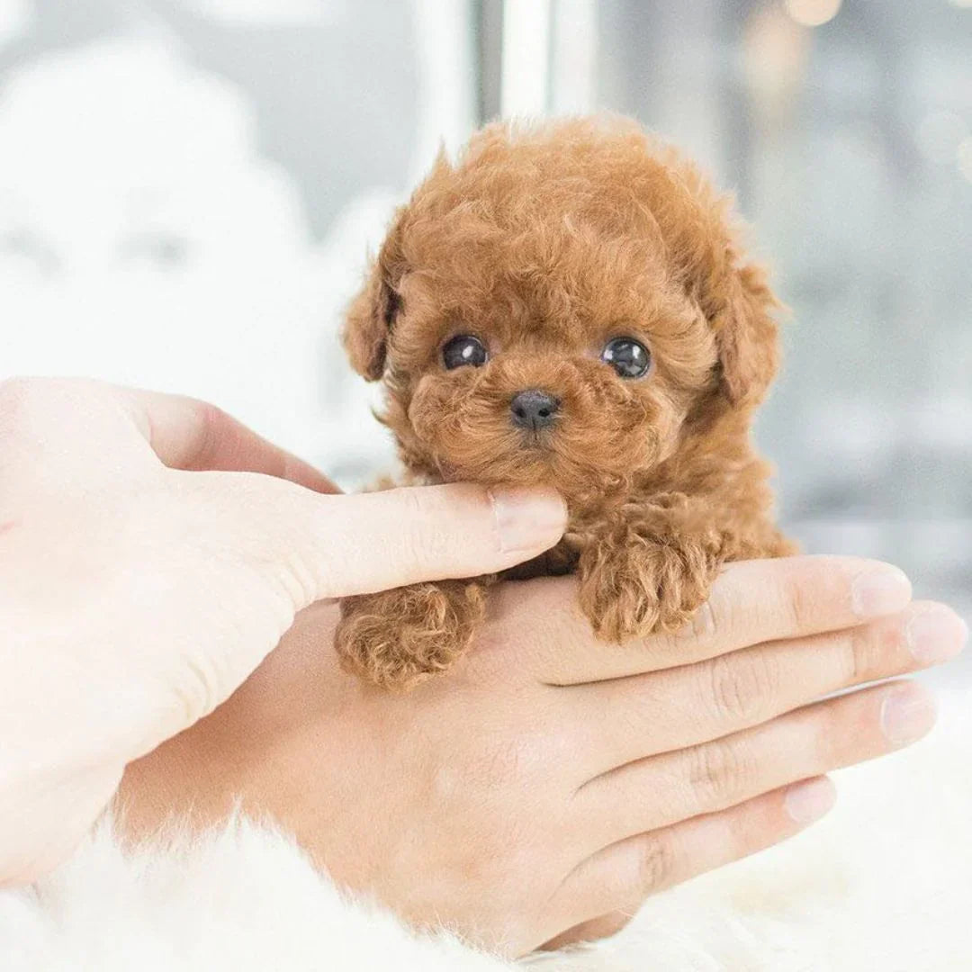 Interactieve Pluche Puppy - Realistisch Knuffeldier voor Kinderen en Volwassenen met Bewegingen en Geluiden