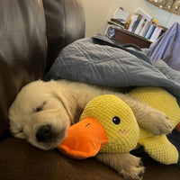 QuackyPaws • De Kalmerende Eend