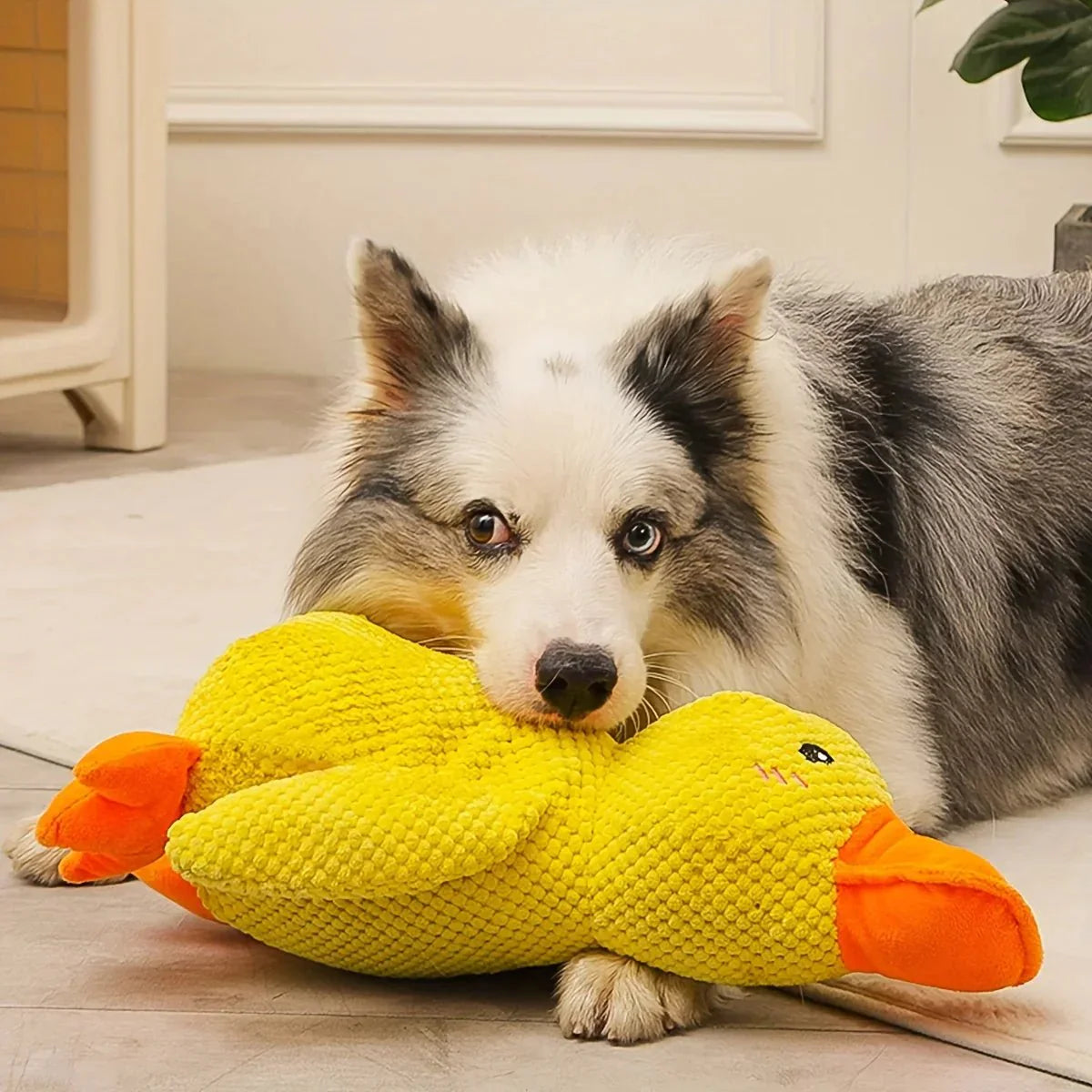 QuackyPaws • De Kalmerende Eend