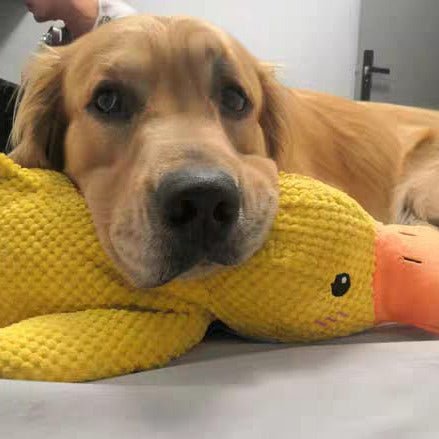 QuackyPaws • De Kalmerende Eend
