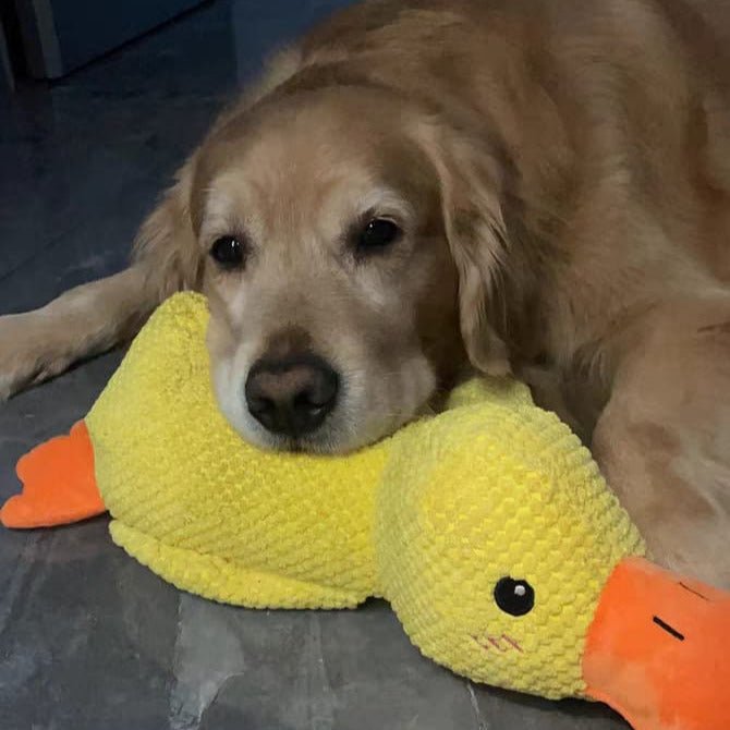 QuackyPaws • De Kalmerende Eend