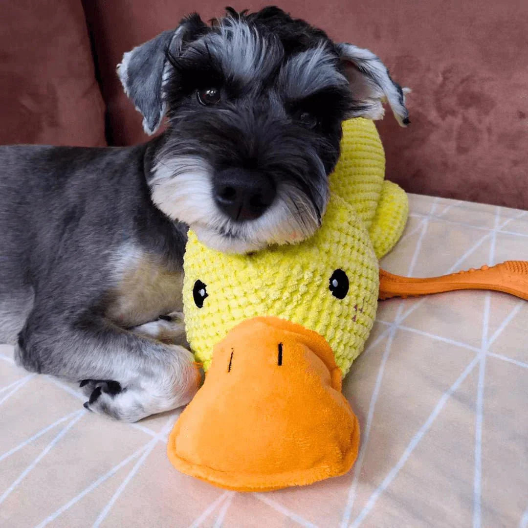 QuackyPaws • De Kalmerende Eend