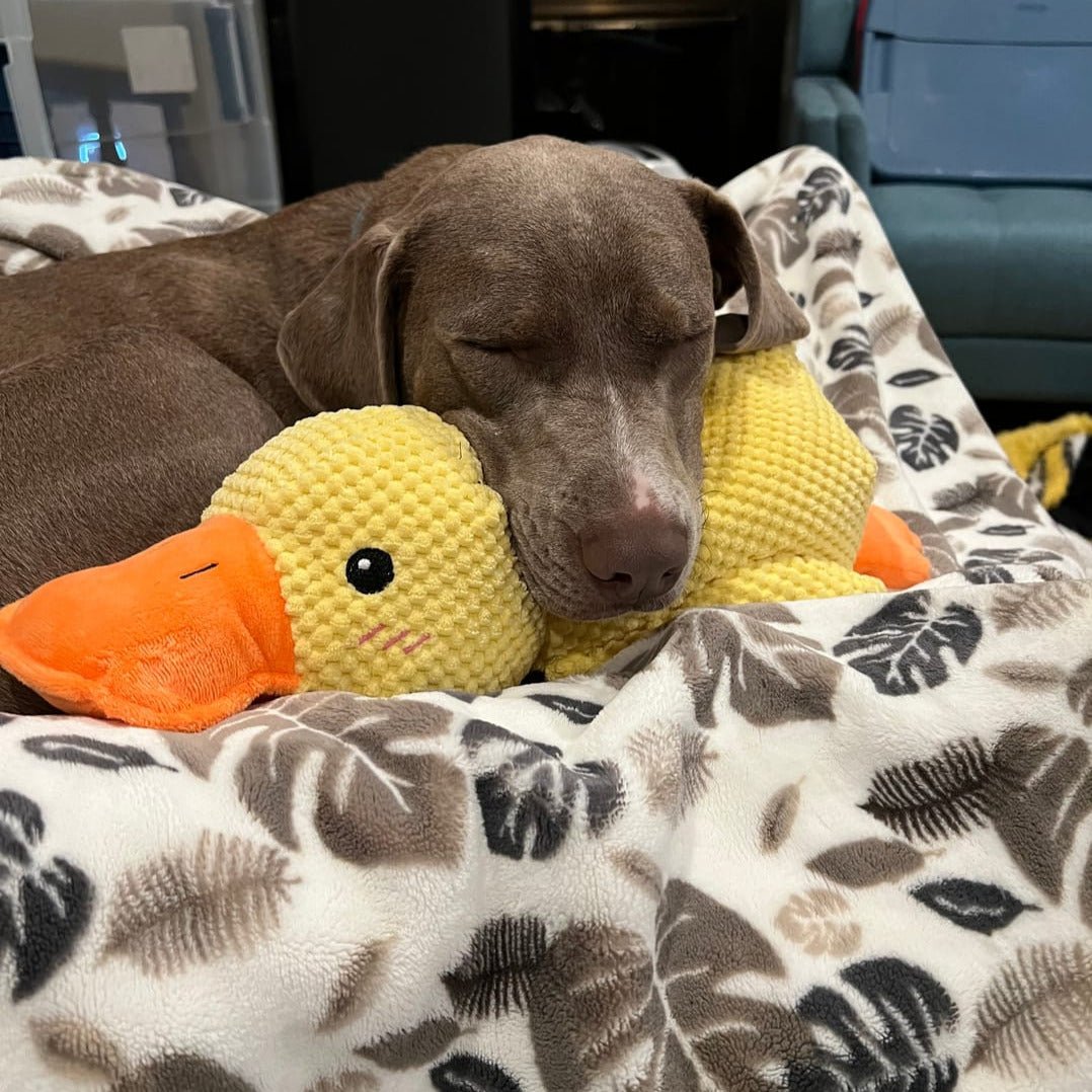 QuackyPaws • De Kalmerende Eend
