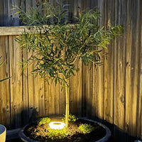 SunBeam Tuinverlichting – Roestvrij, Zonne-energie & Weerbestendig
