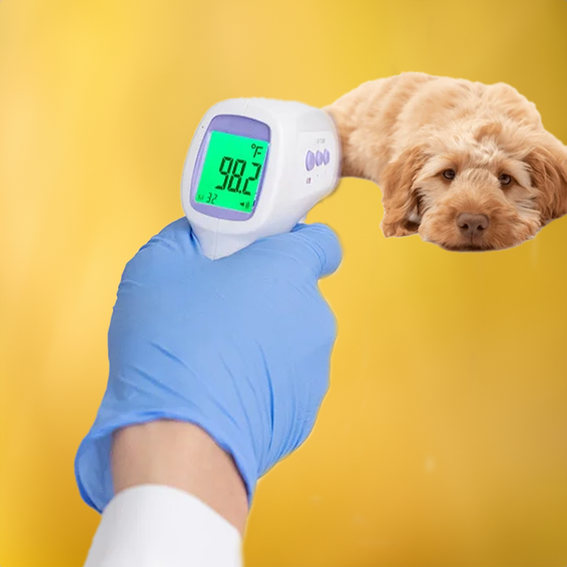 Contactloos Hondenthermometer met Eén-Klik Aflezing