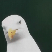 Compact 600x Ultra-Zoom Monoculaire | HD Lens, Lichtgewicht & Perfect voor Wandelen, Vogelspotten en Sportevenementen