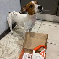 NoblePaws | LED hondenriem voor veilige avondwandelingen